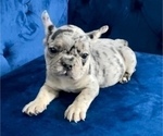 Small Photo #6 French Bulldog Puppy For Sale in EAGLE RIVER, AK, USA