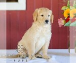 Small #3 Golden Retriever