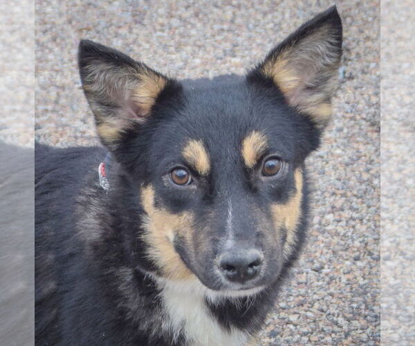 Medium Photo #6 Feist Terrier-German Shepherd Dog Mix Puppy For Sale in Huntley, IL, USA