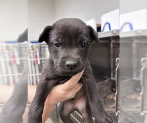 Chow Chow-Unknown Mix Dogs for adoption in Oklahoma City, OK, USA