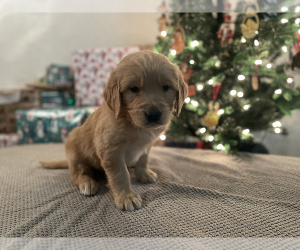Medium Photo #2 Golden Retriever Puppy For Sale in LEBANON, IL, USA