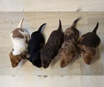 Small #6 Dachshund