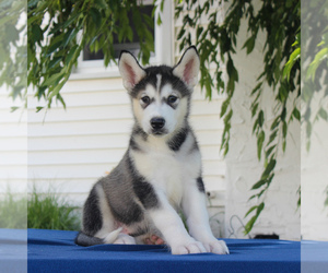 Alaskan Malamute Puppy for sale in GAP, PA, USA