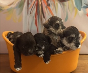 Schnauzer (Miniature) Litter for sale in LEHIGH ACRES, FL, USA