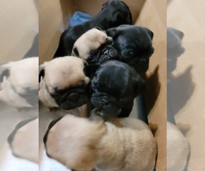 Pug Puppy for sale in FORT DODGE, IA, USA