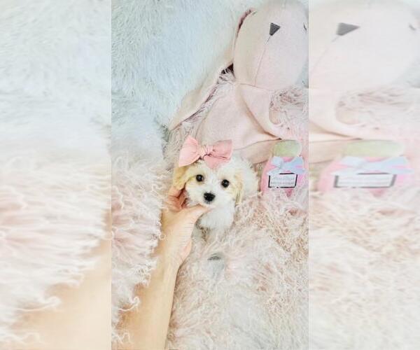 Medium Photo #7 Cav-A-Malt Puppy For Sale in WEST PALM BEACH, FL, USA