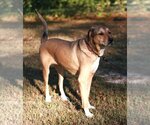 Small Photo #3 German Shepherd Dog-Rhodesian Ridgeback Mix Puppy For Sale in Attalka, AL, USA