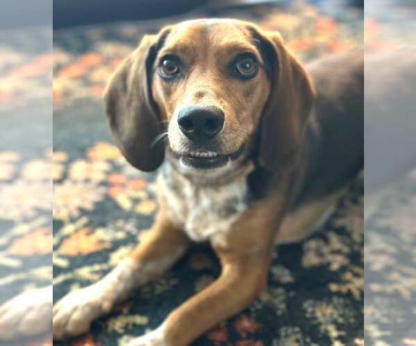 Medium Photo #1 Beagle Puppy For Sale in Dunnellon, FL, USA