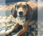 Small Beagle