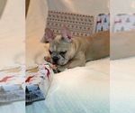 Small Photo #9 French Bulldog Puppy For Sale in PASO ROBLES, CA, USA