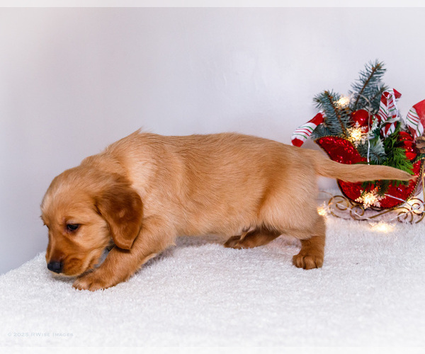 Medium Photo #8 Golden Retriever Puppy For Sale in WAKARUSA, IN, USA