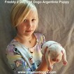 Small Photo #308 Dogo Argentino Puppy For Sale in PINEVILLE, MO, USA