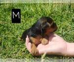 Small Photo #1 Yorkshire Terrier Puppy For Sale in MANES, MO, USA
