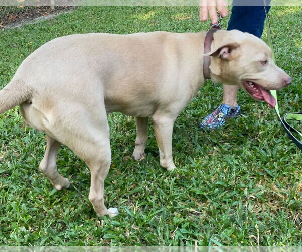 Medium Photo #2 Labrador Retriever-Unknown Mix Puppy For Sale in Canton, CT, USA