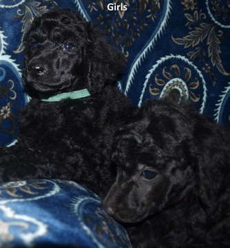 Medium Photo #1 Poodle (Standard) Puppy For Sale in NAMPA, ID, USA
