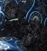 Small Photo #1 Poodle (Standard) Puppy For Sale in NAMPA, ID, USA