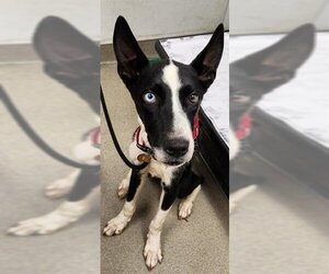 Border Collie-Unknown Mix Dogs for adoption in Fort Lauderdale, FL, USA