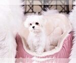 Small Photo #2 Maltese Puppy For Sale in FULLERTON, CA, USA