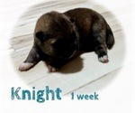 Puppy Knight Akita