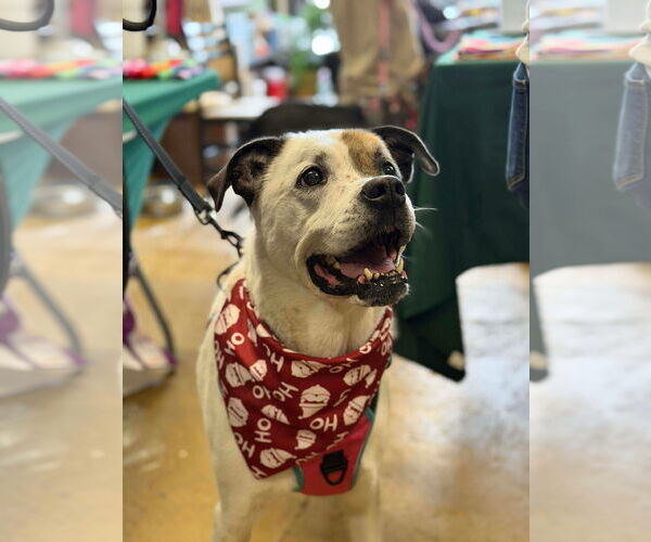 Medium Photo #11 Boxer-Unknown Mix Puppy For Sale in Westwood, NJ, USA