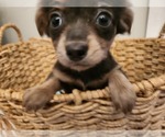 Small Photo #8 Chihuahua Puppy For Sale in MARIETTA, GA, USA