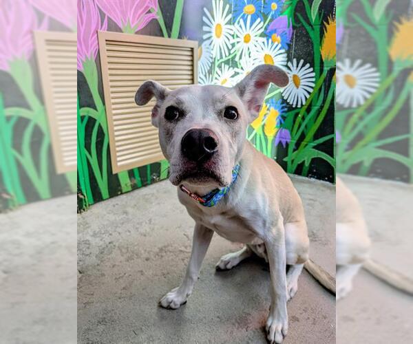 Medium Photo #1 Mutt Puppy For Sale in Frisco, CO, USA