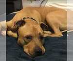 Small Photo #4 American Staffordshire Terrier-Mastiff Mix Puppy For Sale in DES MOINES, WA, USA