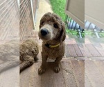 Small #7 Poodle (Standard)