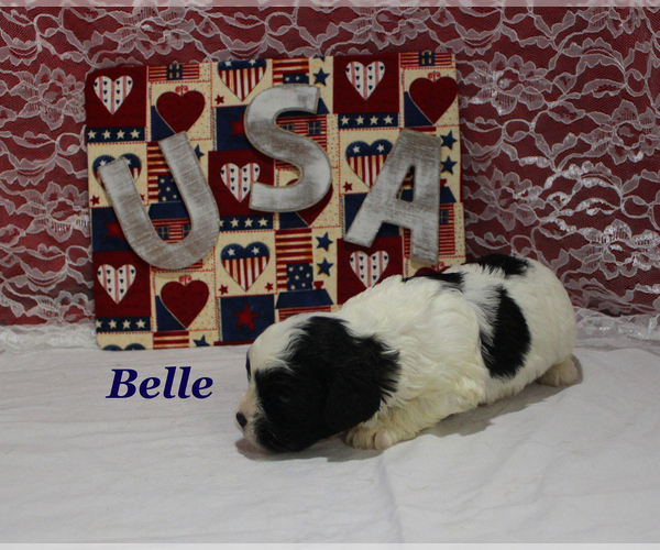 Medium Photo #7 Cavapoo Puppy For Sale in CHANUTE, KS, USA