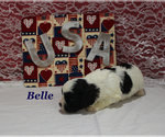 Small #6 Cavapoo