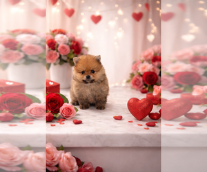 Pomeranian Puppy for sale in CORAL SPRINGS, FL, USA