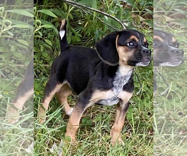 Medium Photo #3 Cheagle Puppy For Sale in Rootstown, OH, USA