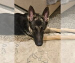 Small #1 German Shepherd Dog