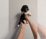 Small Photo #23 Havanese Puppy For Sale in ATHENS, GA, USA