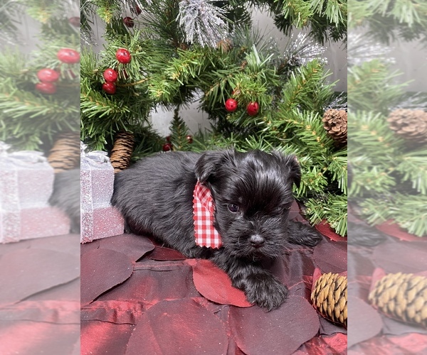 Medium Photo #8 Shorkie Tzu Puppy For Sale in SELLERSBURG, IN, USA