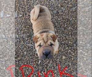 Medium Chinese Shar-Pei