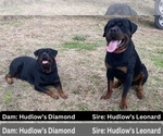 Small Rottweiler
