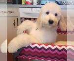 Small Photo #27 Poodle (Standard) Puppy For Sale in MANCHESTER, MI, USA