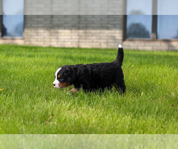 Medium Photo #9 Bernese Mountain Dog Puppy For Sale in AMANA, IA, USA