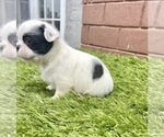 Small Photo #82 French Bulldog Puppy For Sale in DALLAS, TX, USA