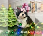 Small Photo #6 Shih Tzu Puppy For Sale in RIPLEY, MS, USA