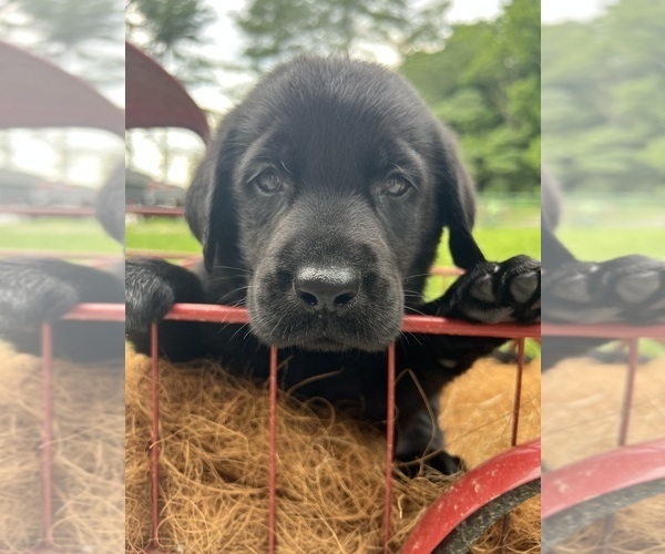 Medium Photo #14 Labrador Retriever Puppy For Sale in NEOLA, WV, USA