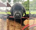 Small #13 Labrador Retriever