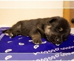 Small Photo #6 German Shepherd Dog Puppy For Sale in FAIR GROVE, MO, USA