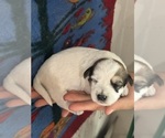 Small #4 Pembroke Welsh Corgi-Poodle (Miniature) Mix