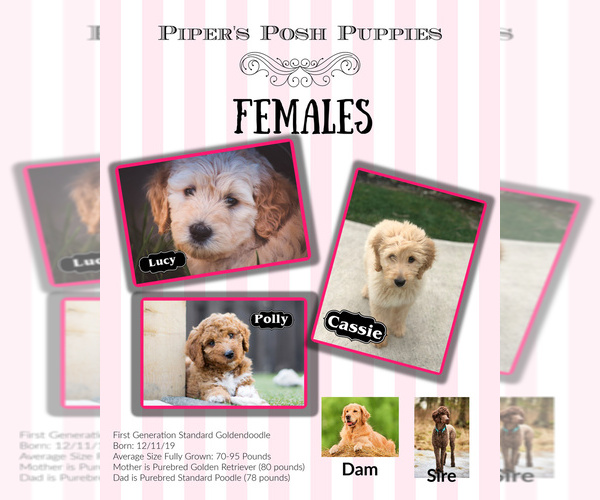 Medium Photo #1 Goldendoodle Puppy For Sale in LISBON, OH, USA