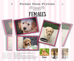 Small Photo #1 Goldendoodle Puppy For Sale in LISBON, OH, USA