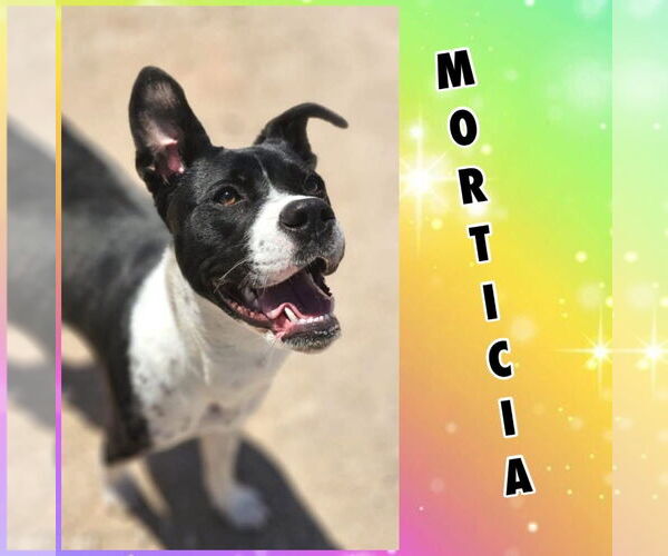 Medium Photo #4 American Pit Bull Terrier-Unknown Mix Puppy For Sale in New London, WI, USA