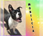 Small #3 American Pit Bull Terrier Mix