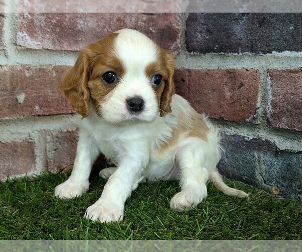 Medium Photo #12 Cavalier King Charles Spaniel Puppy For Sale in MOBERLY, MO, USA